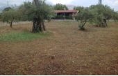 Terreno edificabile a Scalea